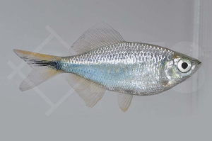 040104_Danio-devario_Tuerkisbaerbling_01