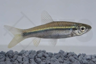 040109_Rasbora-daniconius_Schlankbaerbling_01