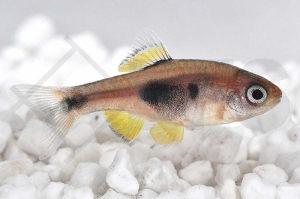 040116_Barbus-hulstaerti_Schmetterlingsbarbe_01