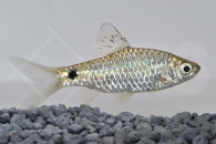 040118_Pethia-stoliczkana_Sonnenfleckbarbe_01