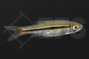 040121_Rasbora-borapetensis_Rotschwanzbaerbling_01