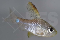 040124_Oreichthys-crenuchoides_Indische-Hochflossenbarbe_01