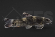 040125_garra-flavatra_prachtalgenfresser_M_03