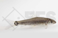 040127_Crossocheilus-reticulatus_Pinselalgenfresser_01