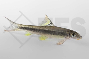 040129_Epalzeorhynchos-kalopterus_Schoenflossige-Ruesselbarbe_01