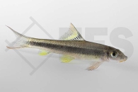 040129_Epalzeorhynchos-kalopterus_Schoenflossige-Ruesselbarbe_01