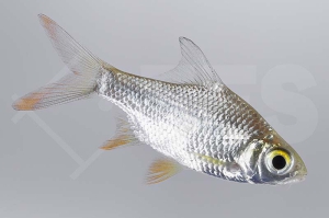 040142_Barbodes-schwanenfeldii_Brassenbarbe_01