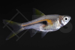 040144_Rasbora-hengeli_Hengels-Keilfleckbaerbling_02