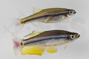 040152_Tanichthys-micagemmae_Vietnamesischer-Kardinalfisch_01