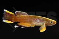 050001_Aphyosemion-australe_Kap-Lopez-Prachtkaerpfling_01