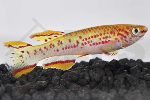 050004_Aphyosemion-gardneri_Gardners-Prachtkaerpfling-gold_01