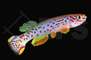 050005_Aphyosemion-scheeli_Scheels-Prachtkaerpfling_01