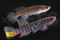 050007_Aphyosemion-sjoestedti_Blauer Prachtkaerpfling_03