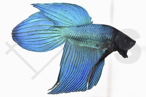 050010_Betta-splendens_Kampffisch-m_01
