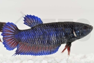 050011_Betta-splendens_Kampffisch-w_01