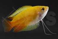 050012_Colisa-chuna_Honiggurami-orange_01