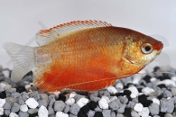 050014_Colisa-chuna_Honiggurami-rot_01