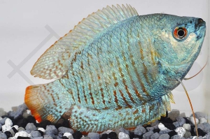 050015_Colisa-lalia_Zwergfadenfisch-neonblau_01