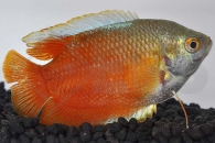 050016_Colisa-lalia_Zwergfadenfisch-rot_01