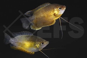 050019_Colisa-labiosa_Dicklippiger-Fadenfisch-kupfer_01