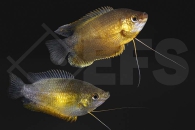 050019_Colisa-labiosa_Dicklippiger-Fadenfisch-kupfer_01