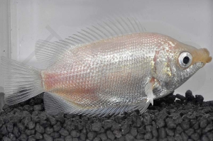 050020_Helostoma-temminckii_Kuessender-Gurami_01