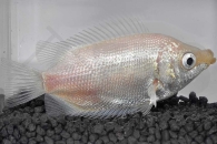 050020_Helostoma-temminckii_Kuessender-Gurami_01