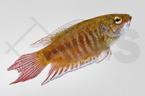 050022_Macropodus-opercularis_Roter-Paradiesfisch_02