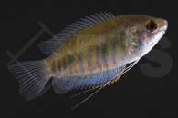 050024_Colisa-labiosa_Wulstlippen-Fadenfisch_02