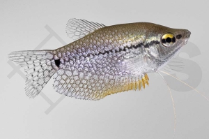 050033_Trichogaster-leeri_Mosaikfadenfisch_01