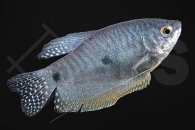 050034_Trichogaster-trichopterus_Gepunkteter-Fadenfisch-blau_01