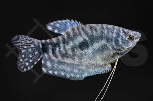 050037_Trichogaster-trichopterus_Marmorfadenfisch_01