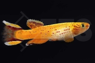 050039_Aphyosemion-australe-hjersseni_Kap-Lopez-Prachtkaerpflin-orange_01