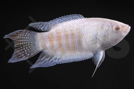 050041_Macropodus-opercularis_Paradiesfisch-albino_01