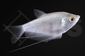 050044_Trichogaster-microlepis_Mondscheinfadenfisch_01