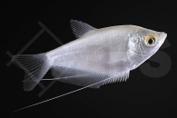 050044_Trichogaster-microlepis_Mondscheinfadenfisch_01