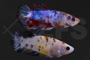 050048_betta-splendens_Kampffisch_koi_weiblich_01