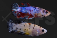 050048_betta-splendens_Kampffisch_koi_weiblich_01