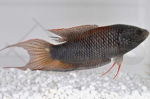 050052_Macropodus-erythropterus_Rotruecken-Makropode_01