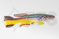 050053_Aphyosemion-amieti_Amiets-Prachtkaerpfling_01