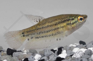 050054_Trichopsis-vittata_Knurrender-Gurami_01