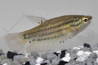 050054_Trichopsis-vittata_Knurrender-Gurami_01