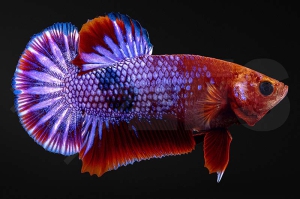 050058_betta-splendens_Kampffisch_Hellboy_01
