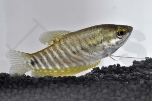 050060_Trichopodus-pectoralis_Schlangenhaut-Fadenfisch_01