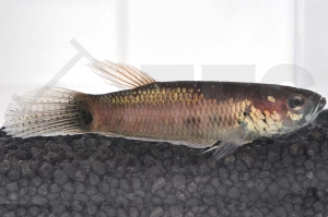 050061_Betta-unimaculata_Schlanker-Riesenkampffisch_01