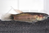 050061_Betta-unimaculata_Schlanker-Riesenkampffisch_01