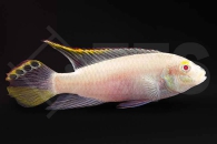 010336_Pelvicachromis-pulcher_Purpurprachtbarsch-albino_01