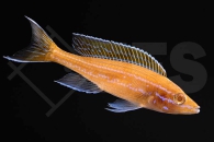 010773_Paracyprichromis-nigripinnis-blue-neon_Neon-Kaerpflingscichlide-albino_01