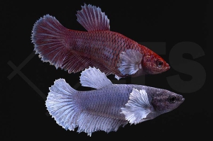 050067_betta-splendens_Kampffisch_elefantenohr-weiblich_01