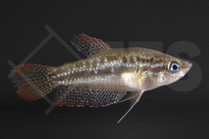 050069_Trichopsis-pumilus_Knurrender-Zwerggurami_01